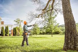 Best Fruit Tree Pruning  in Iowa Park, TX